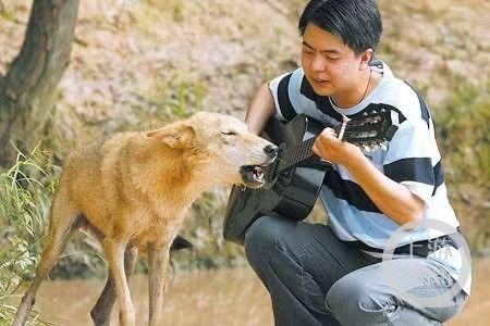 与狼共舞视频,探寻自然与文明的和谐共生