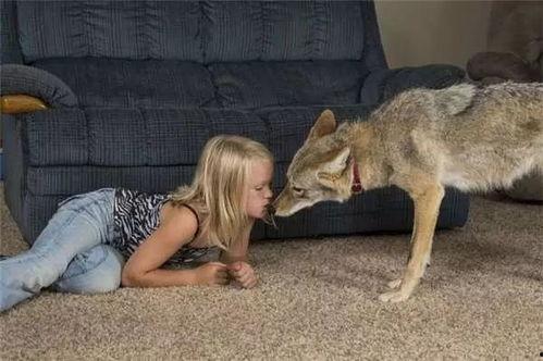 与狼共舞视频,探寻自然与文明的和谐共生