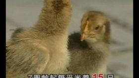 大蒜种植视频,从播种到收获的实用指南