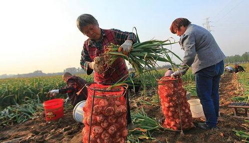 大蒜种植视频,从播种到收获的实用指南