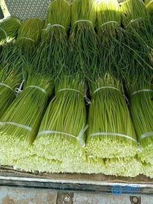 大蒜种植视频,从播种到收获的实用指南