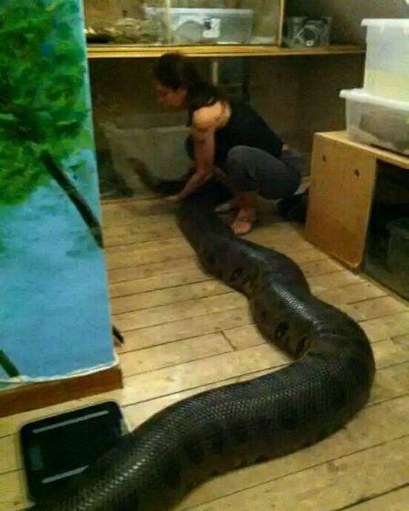 森蚺视频,揭秘世界最长蛇类的生存奥秘