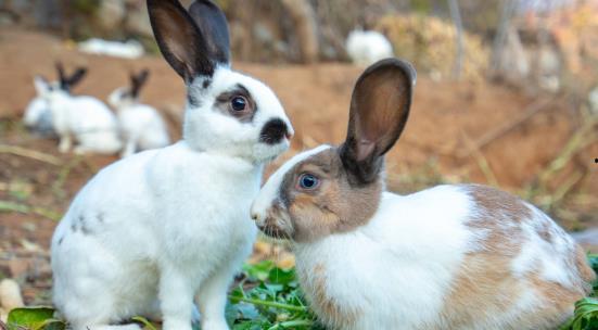 兔子的做法视频,萌宠美食新体验