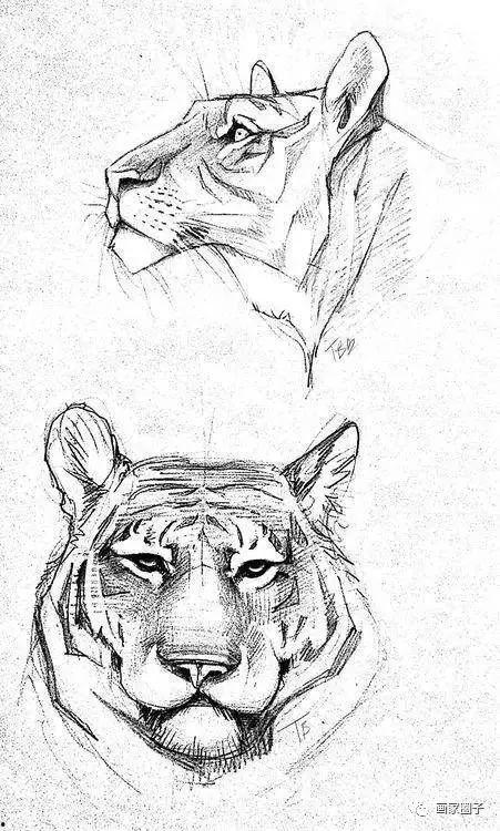 老虎的画法视频,从入门到精通的绘画教程解析