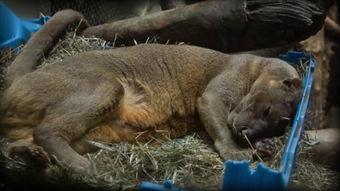 人体交配视频,生理与情感交织的奇妙旅程