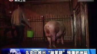 人体交配视频,生理与情感交织的奇妙旅程