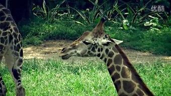 人体交配视频,生理与情感交织的奇妙旅程