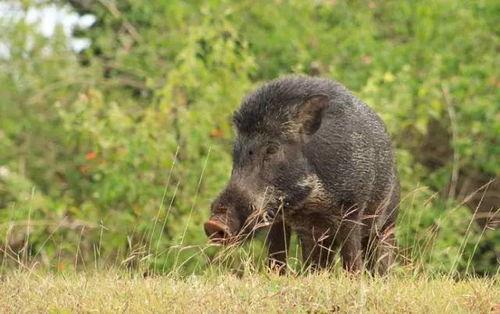 猎野猪视频,勇敢猎手与野性巨兽的生死较量