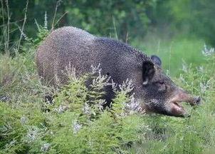 猎野猪视频,勇敢猎手与野性巨兽的生死较量