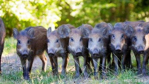 猎野猪视频,勇敢猎手与野性巨兽的生死较量