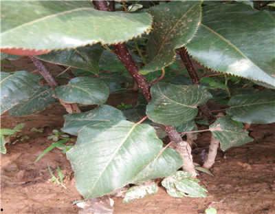 锦州今日角瓜批发价