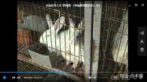 养兔视频教程,视频教程带你轻松入门