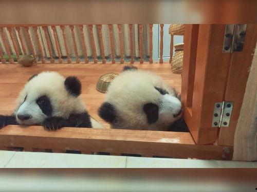 熊猫视频,探索自然之美，感受生命奇迹
