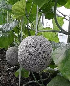 网纹瓜今日价格