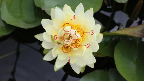 花芯视频,探索花卉之美，感受自然魅力