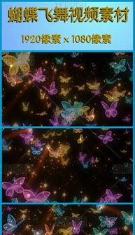 蝴蝶飞视频,探寻自然之美与生命奇迹