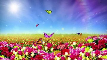 蝴蝶飞视频,探寻自然之美与生命奇迹