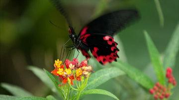 蝴蝶飞视频,探寻自然之美与生命奇迹