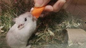 仓鼠小视频,捕捉萌宠日常精彩瞬间