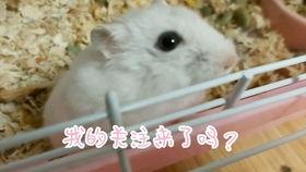 仓鼠小视频,捕捉萌宠日常精彩瞬间