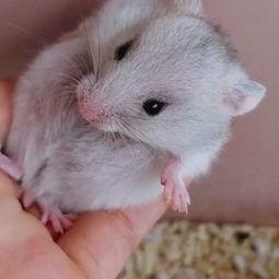 仓鼠小视频,捕捉萌宠日常精彩瞬间