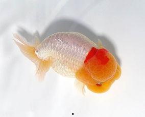 金鱼欣赏视频,视频中的灵动瞬间