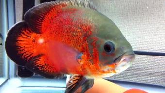 金鱼欣赏视频,视频中的灵动瞬间