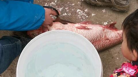 杀大鱼视频,视频教学解析