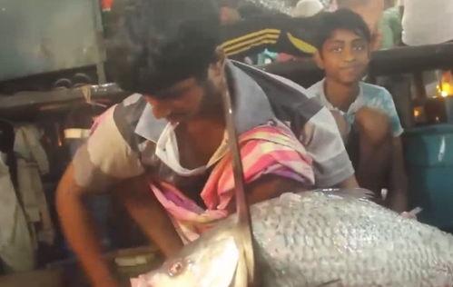 杀大鱼视频,视频教学解析