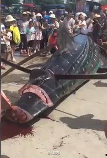 杀大鱼视频,视频教学解析