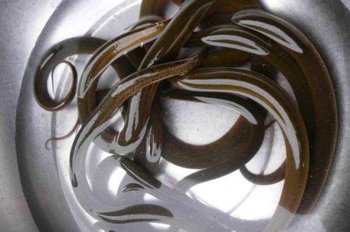 杀鳝鱼视频,杀鳝鱼视频引发争议