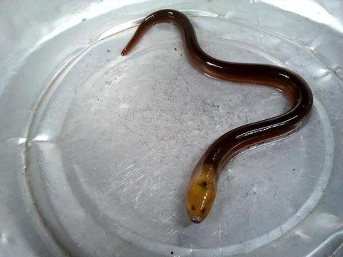 杀鳝鱼视频,杀鳝鱼视频引发争议