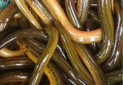 杀鳝鱼视频,杀鳝鱼视频引发争议