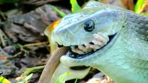 黑曼巴蛇视频,致命魅影的惊悚瞬间