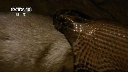 黑曼巴蛇视频,致命魅影的惊悚瞬间