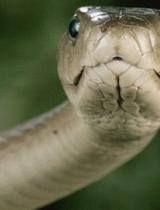 黑曼巴蛇视频,致命魅影的惊悚瞬间