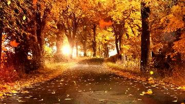 秋天视频素材,捕捉季节变换的美丽瞬间