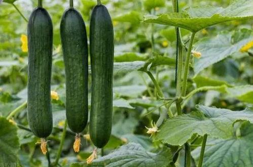 黑料吃瓜网 痞幼,揭秘痞幼背后的真实故事